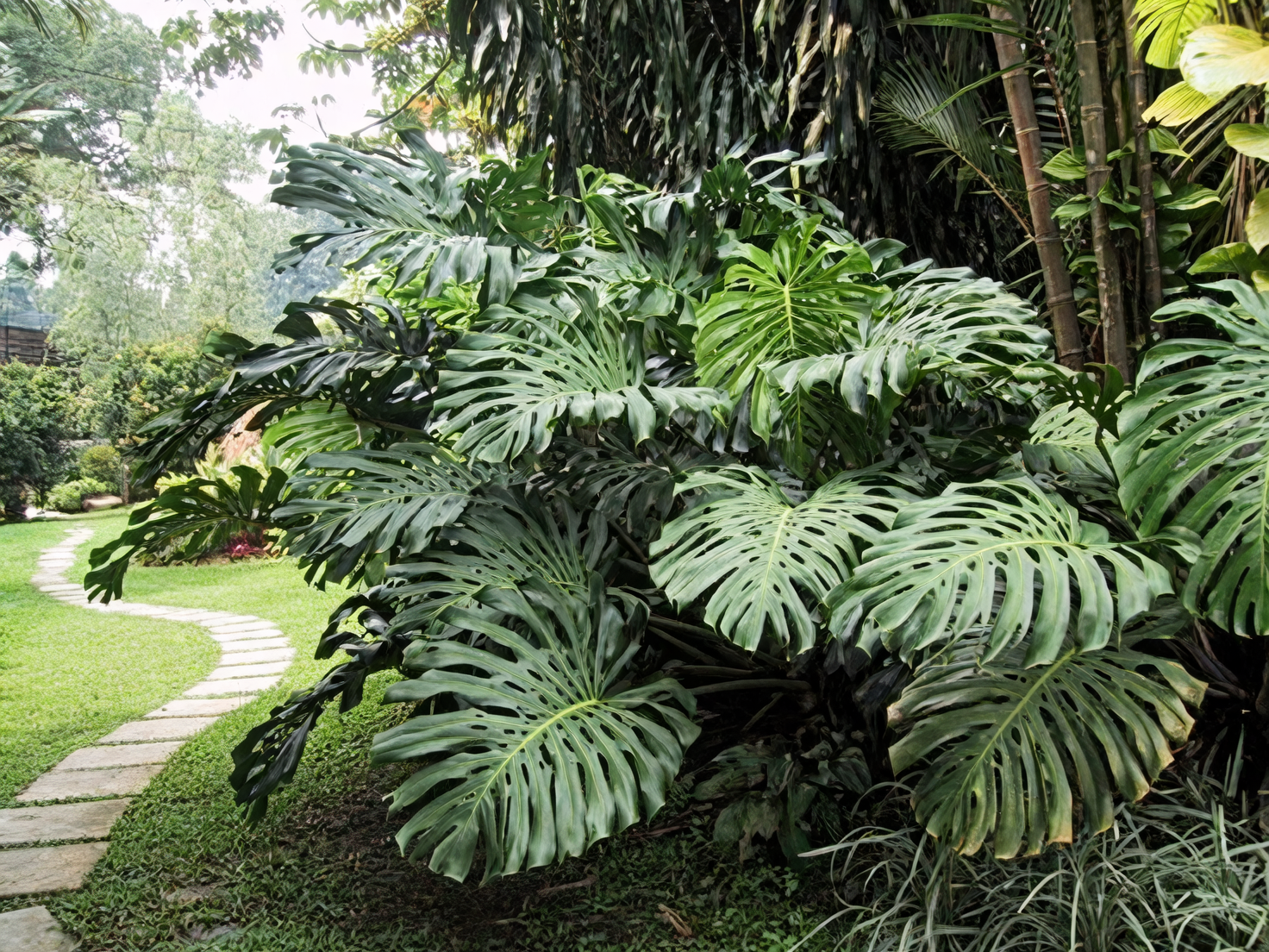 monstera in rainforest