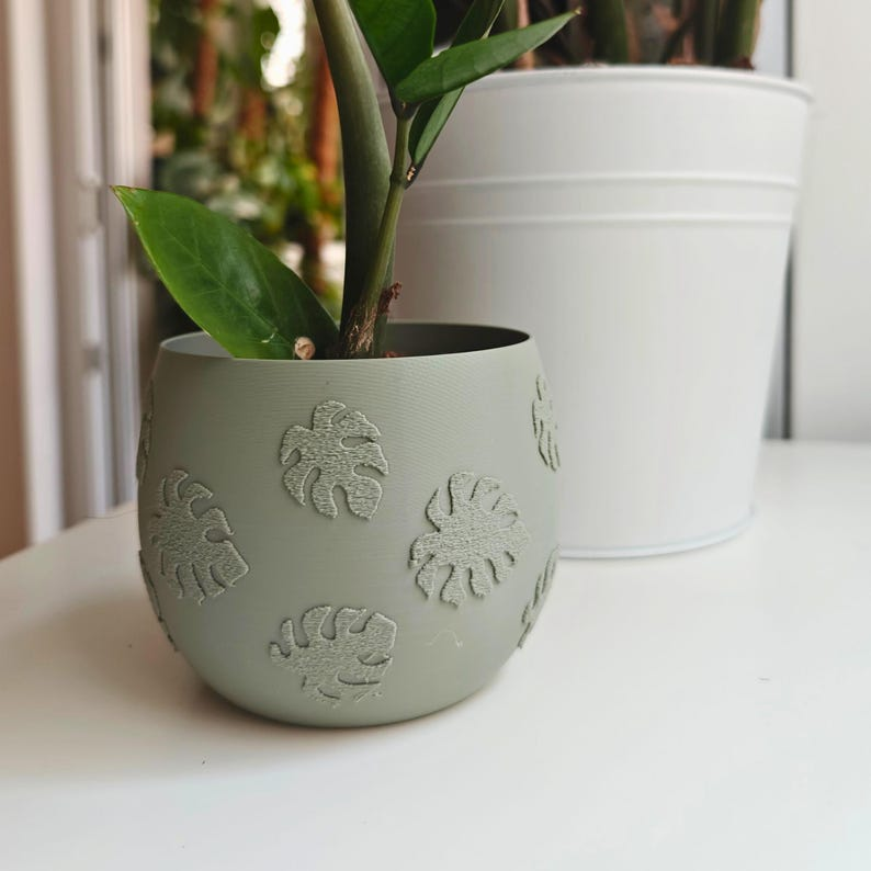 monstera indoor pot