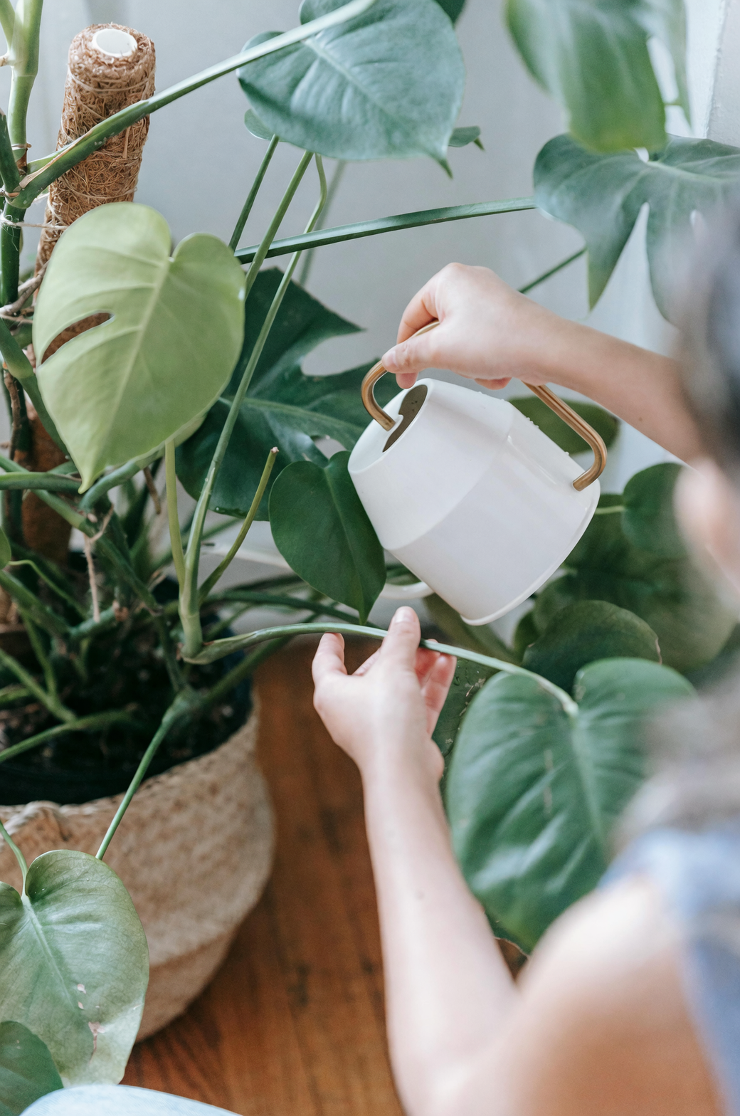 watering monstera plant