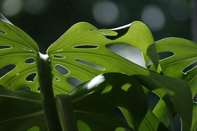 monstera near window light