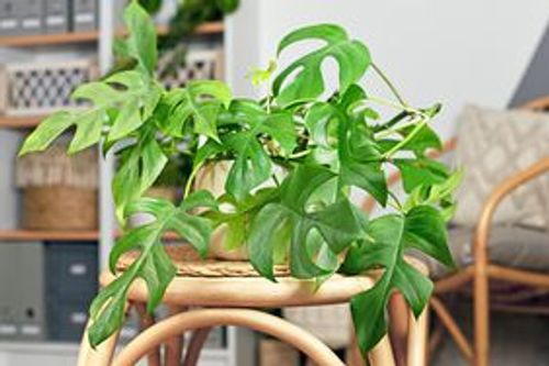 monstera plant indoor setting