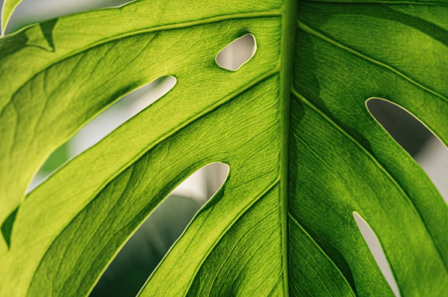 让家居充满活力：龟背竹的室内装饰灵感