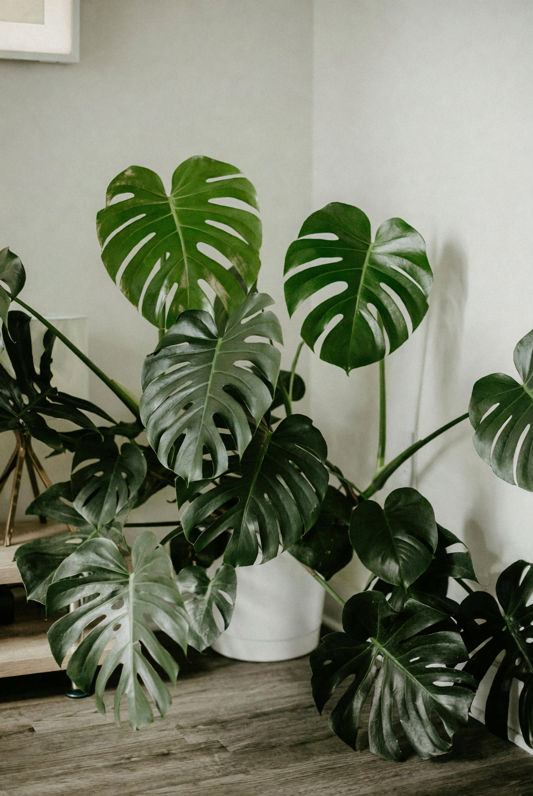 monstera living room decor