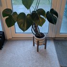 monstera bedroom placement