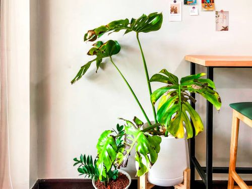 monstera office decor