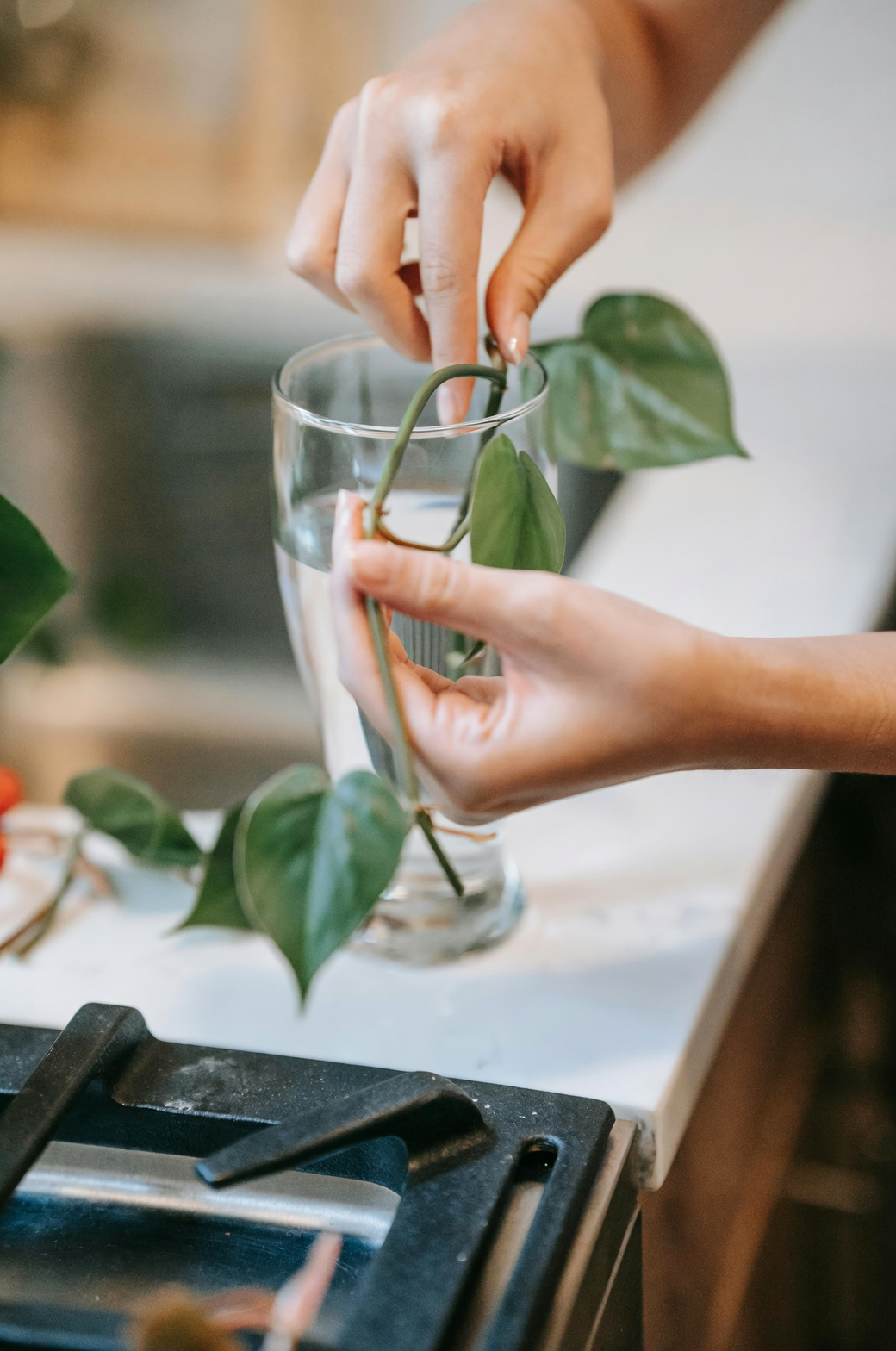 monstera cutting propagation