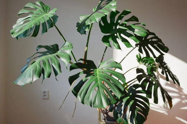 龟背竹与其他观叶植物的完美搭配