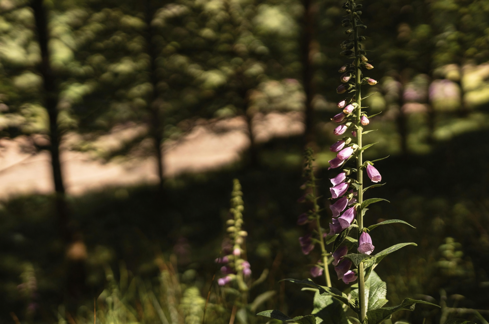 From Fairy Bells to Witch’s Thimbles: The Colorful History of Foxglove