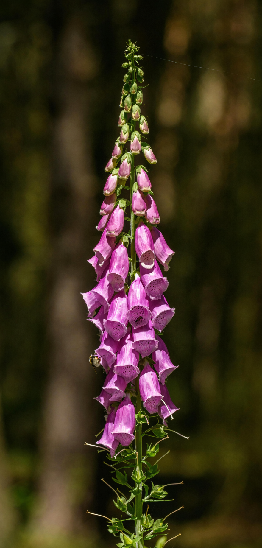 foxglove flower close-up