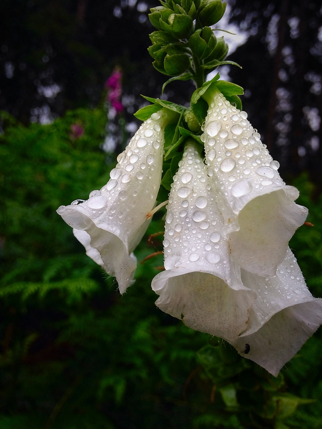 gardener handling foxglove with gloves