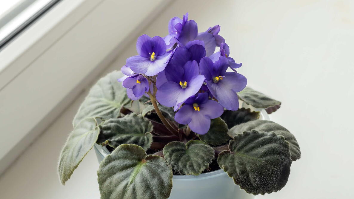 Companion Planting with African Violets: Perfect Pairings