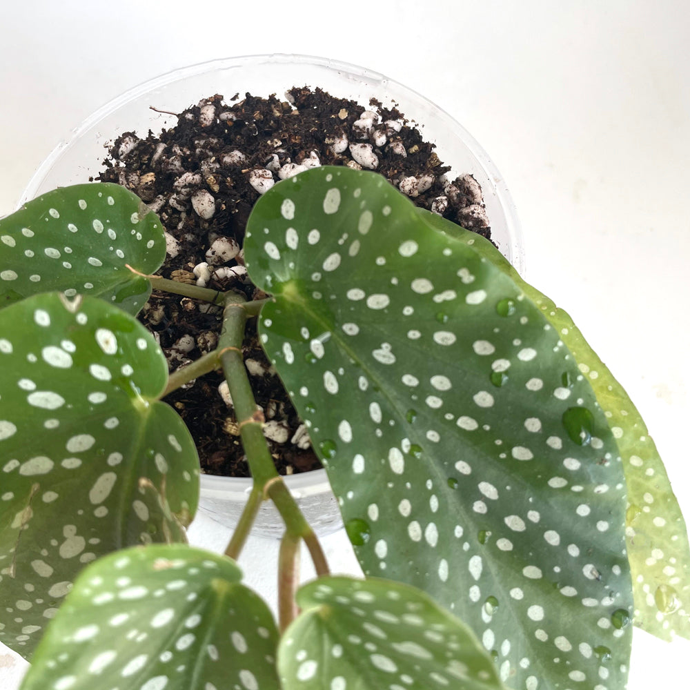 peace lily african violet indoor