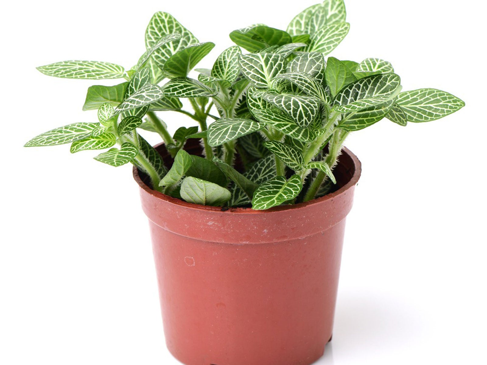 nerve plant african violet contrast