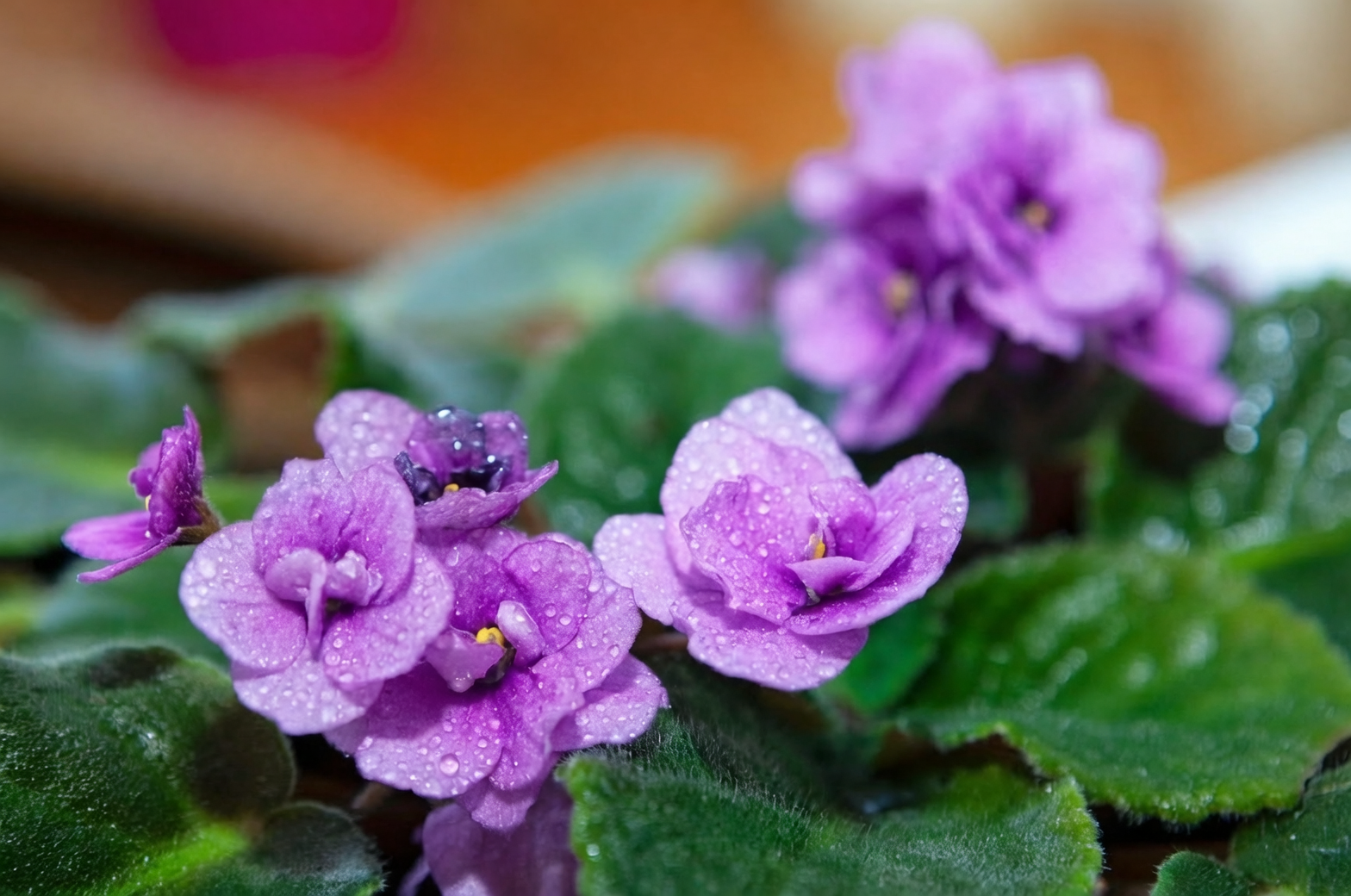 african violet light filtering curtain