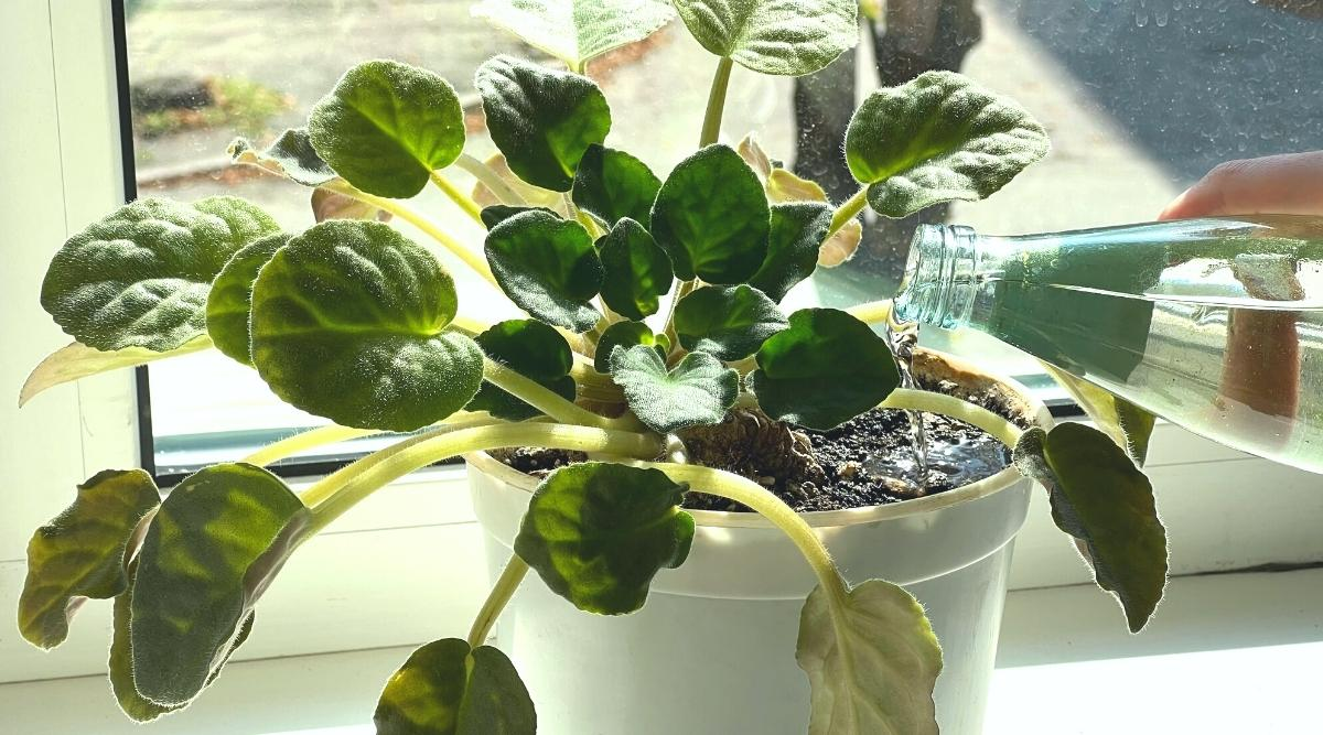 african violet watering technique