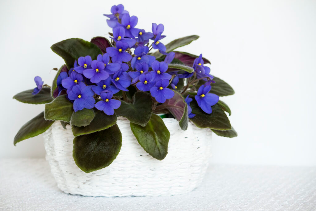 african violet seasonal care