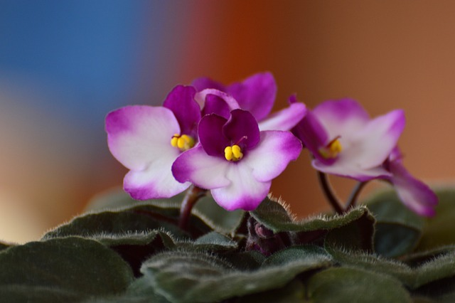 african violet flower colors