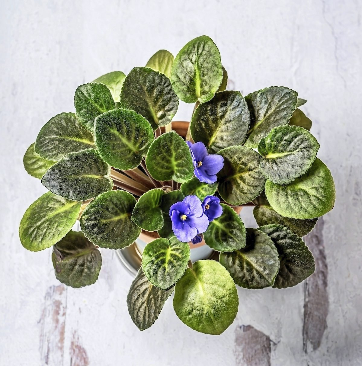 african violet care tips