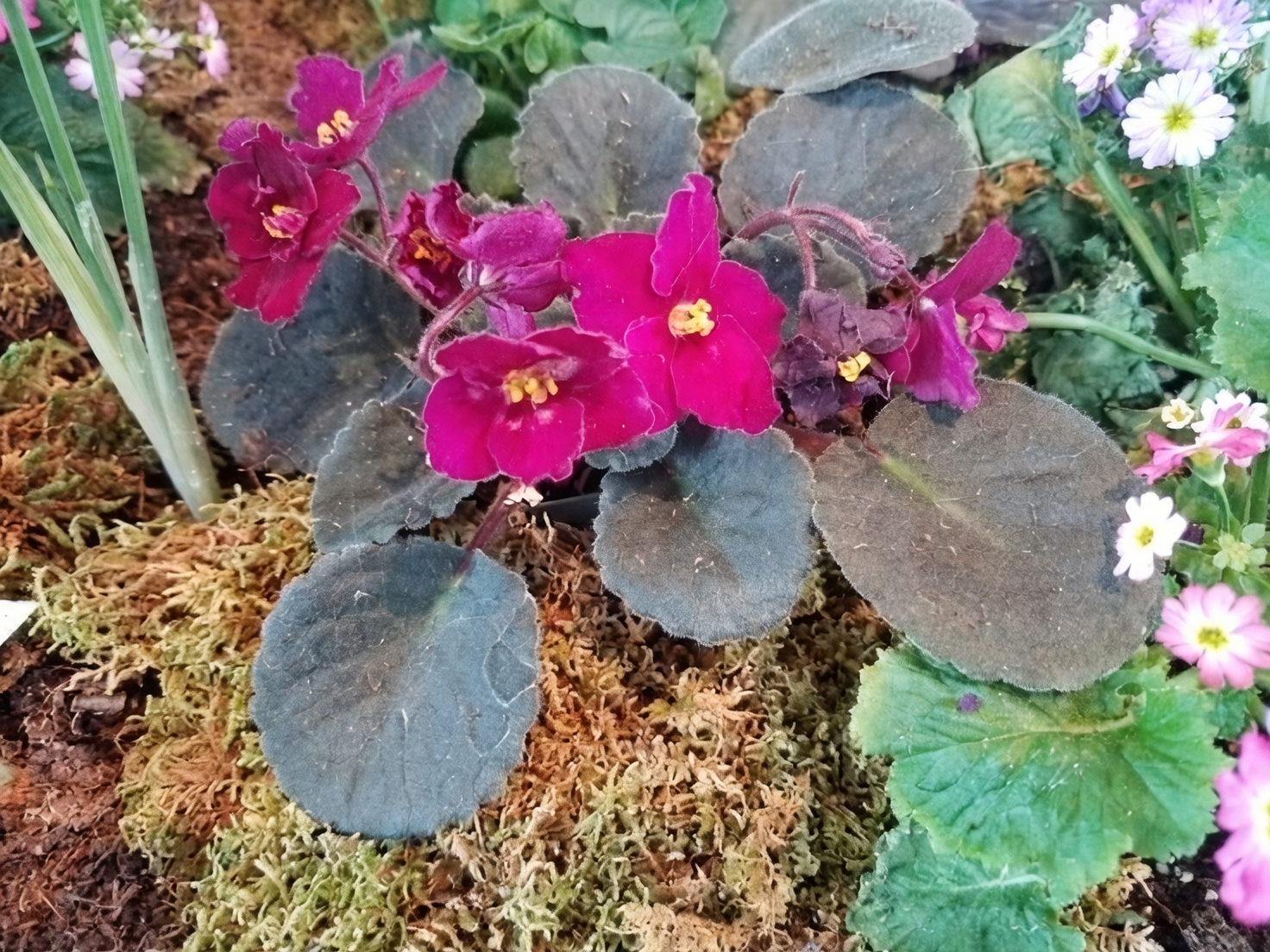 african violet next to monstera