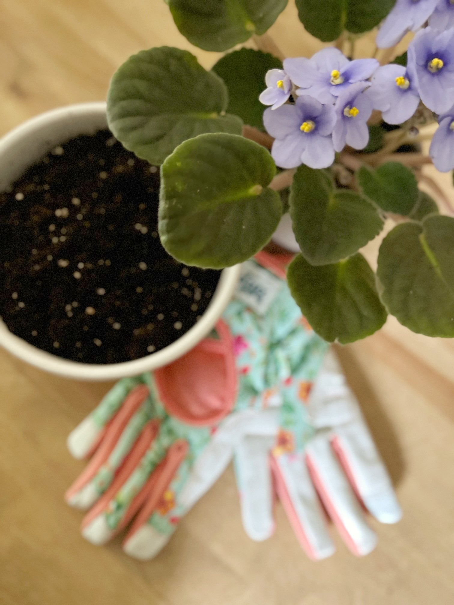 watering african violet soil