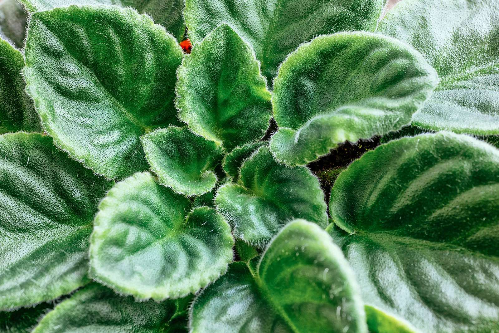 african violet leaf close-up