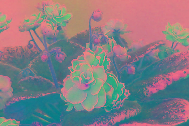 从新手到高手：非洲紫罗兰的室内栽培指南