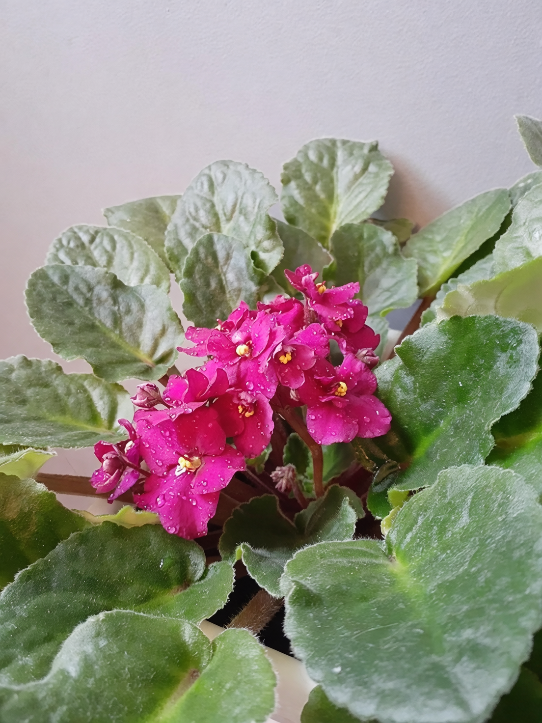 african violet leaf propagation