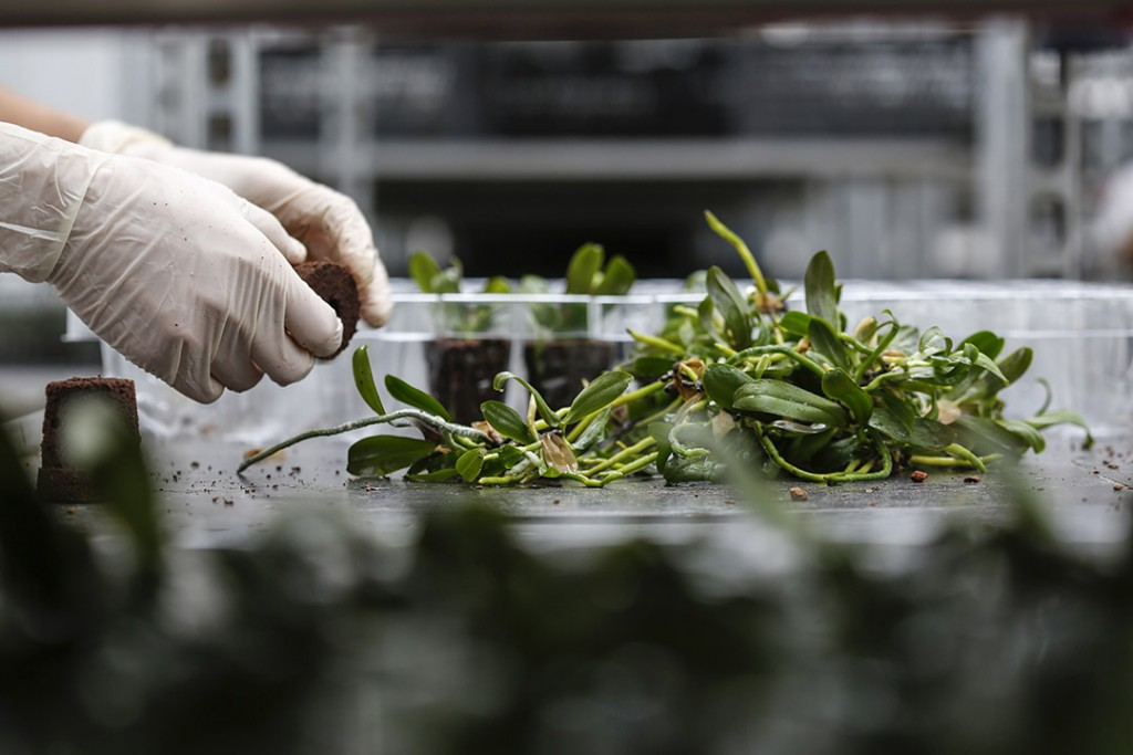 scientists studying orchid fungi