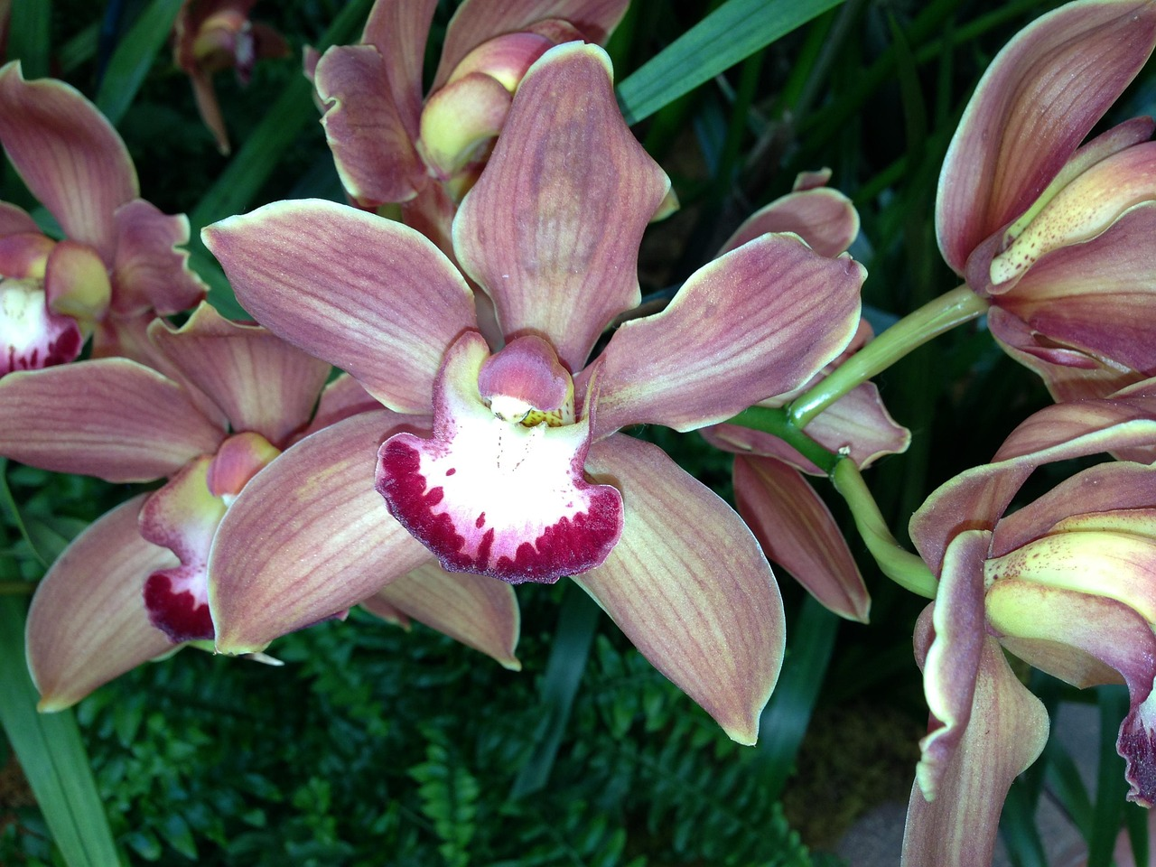 从花语到礼品：兰花在文化中的多重象征意义