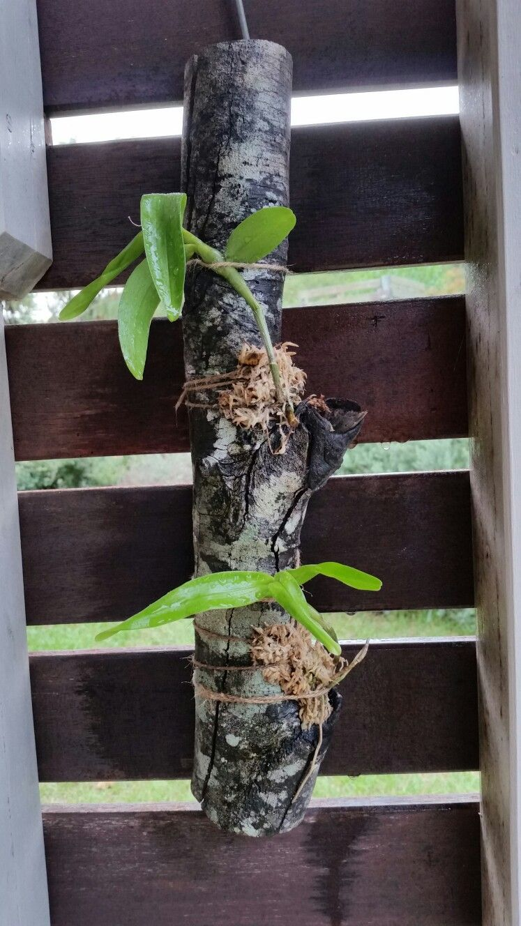 orchid mounted on wood