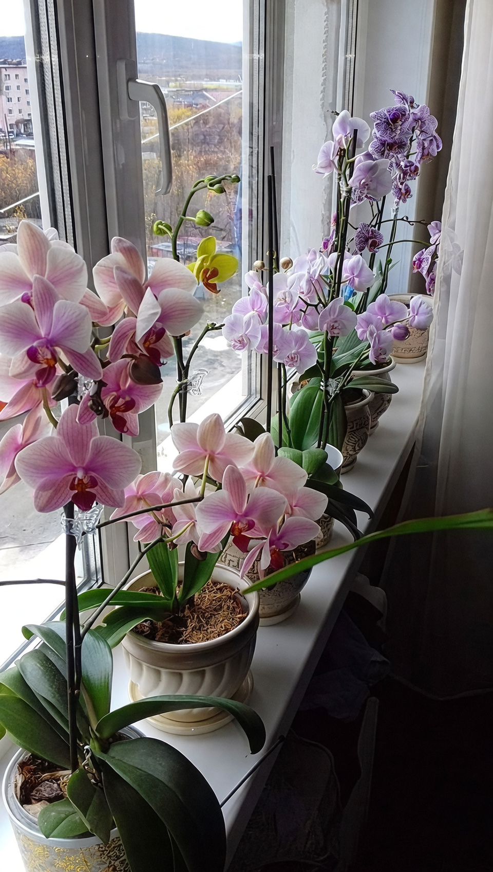 orchid on bright windowsill