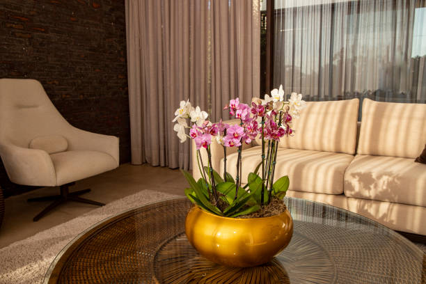 兰花繁殖大揭秘：分株与组织培养技巧全掌握