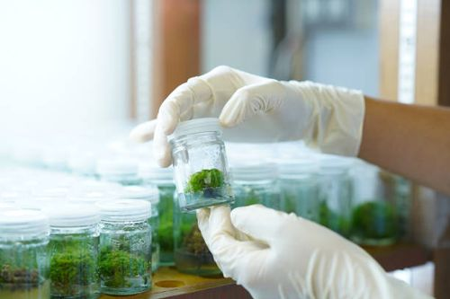 orchid tissue culture lab