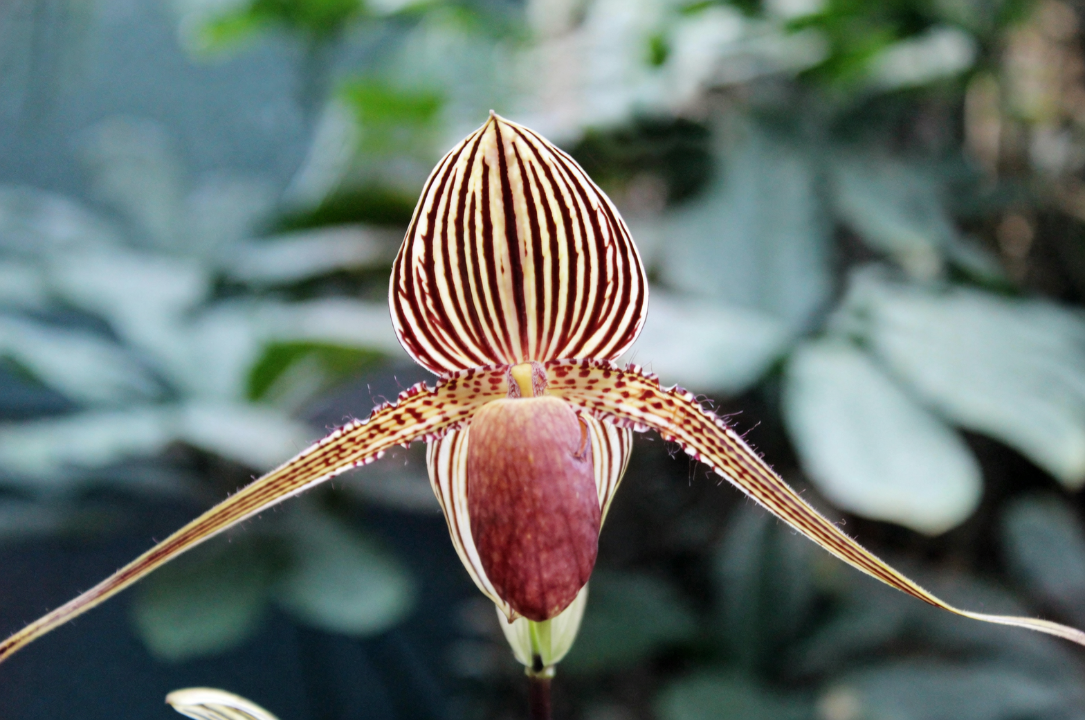 orchid spike propagation