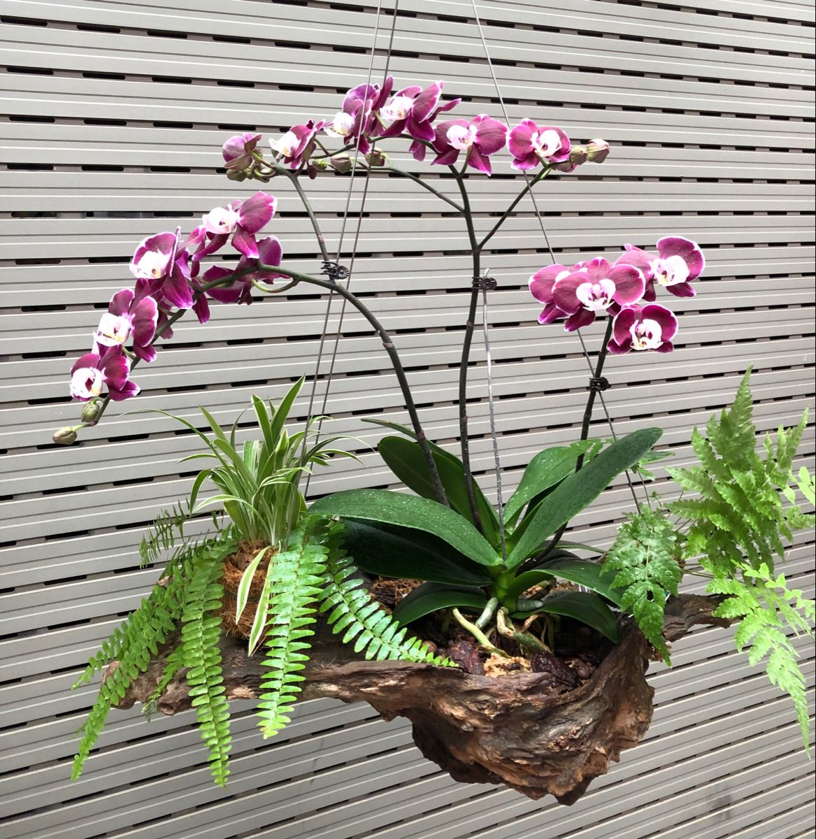 orchid with air plants arrangement