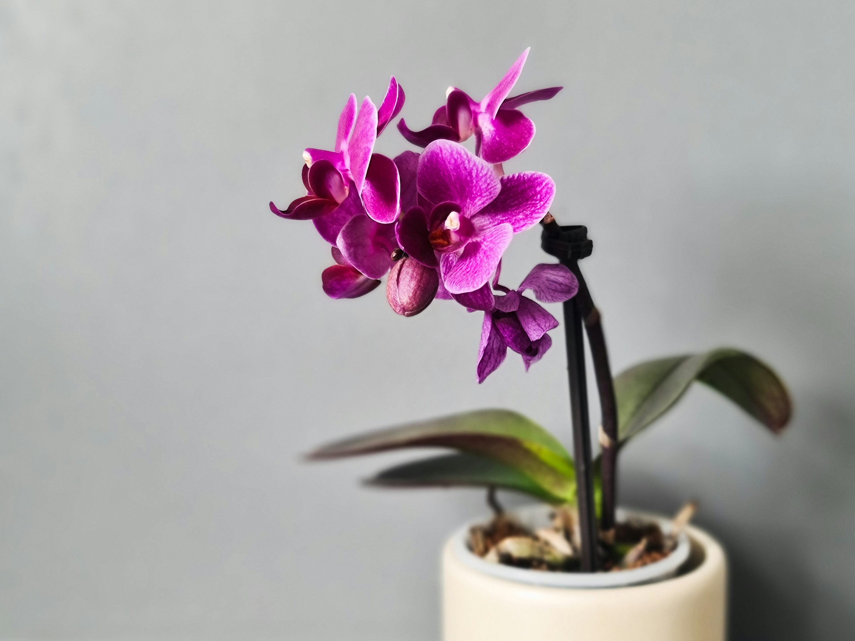 orchid with pothos vines