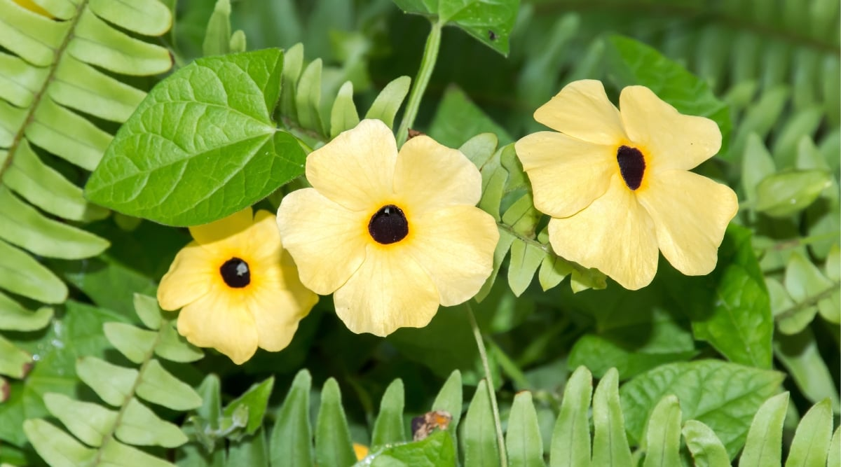 黑眼苏珊藤的天敌们：如何巧妙应对常见虫害和病症