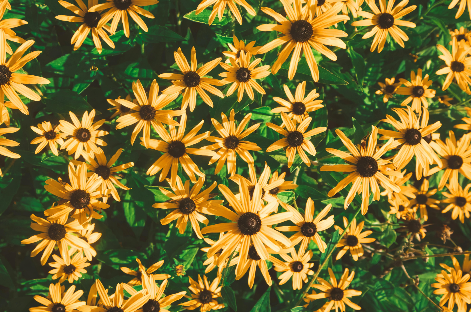 黑眼苏珊藤的趣味小知识：为何“黑眼睛”如此迷人？