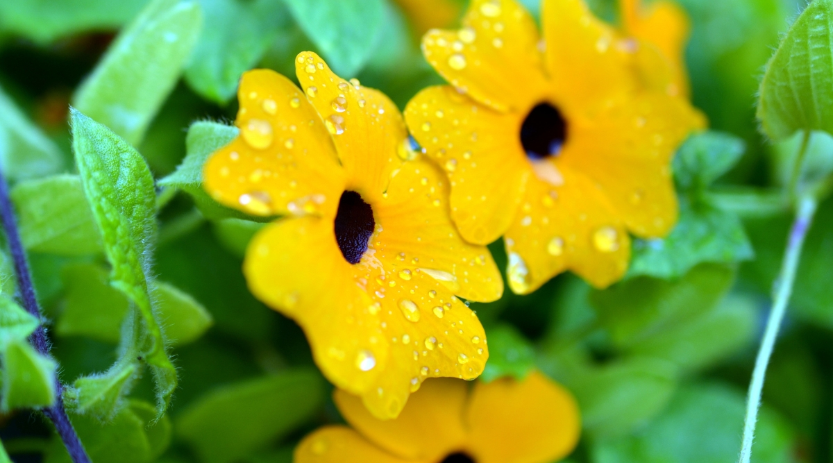 black-eyed susan vine close-up