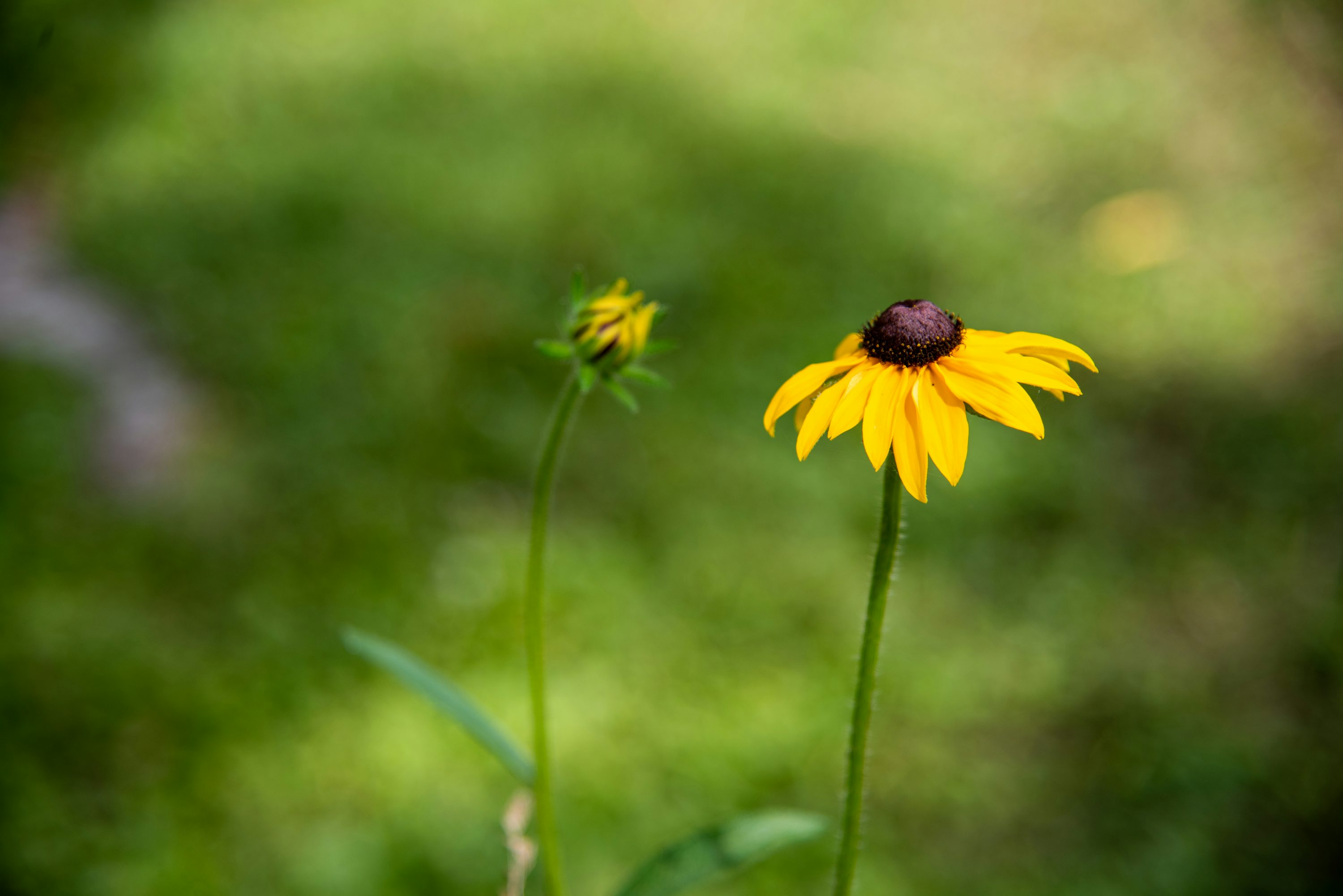 black-eyed susan vine sunlight