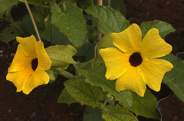 black-eyed susan vine trellis