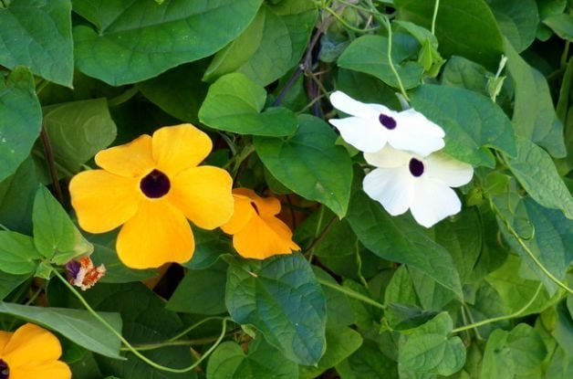 black-eyed susan vine in garden