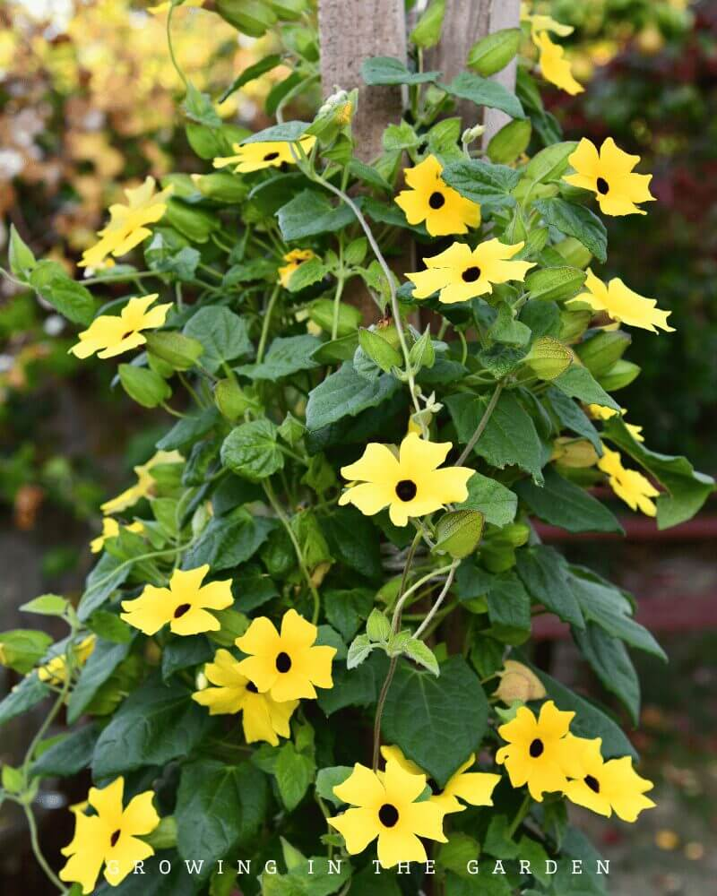 black-eyed susan vine on trellis