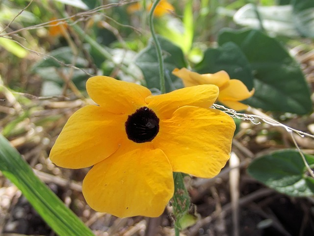 black-eyed susan vine hanging basket