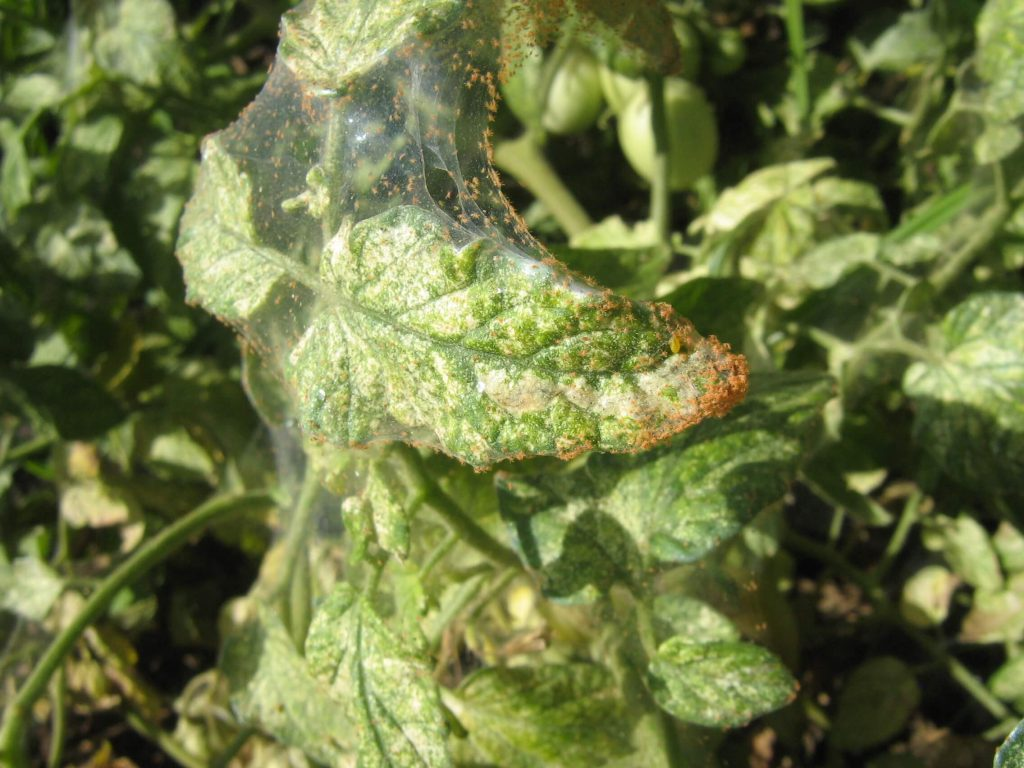 spider mites on plant leaves