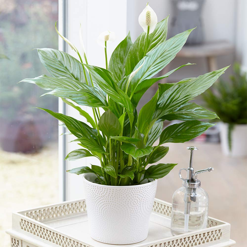 Why Is My Peace Lily Drooping? Troubleshooting Common Pests and Problems