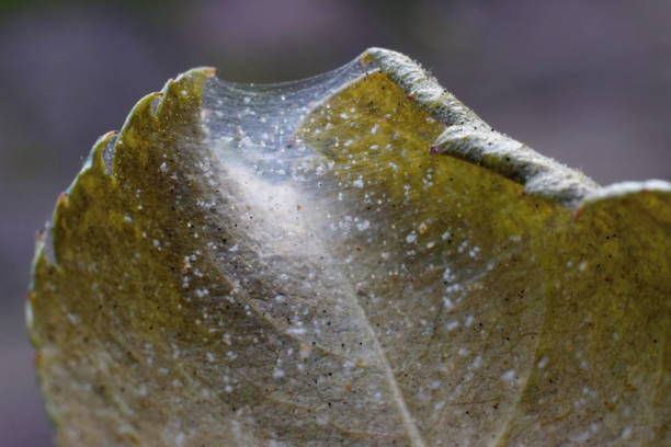 spider mites on plant leaf