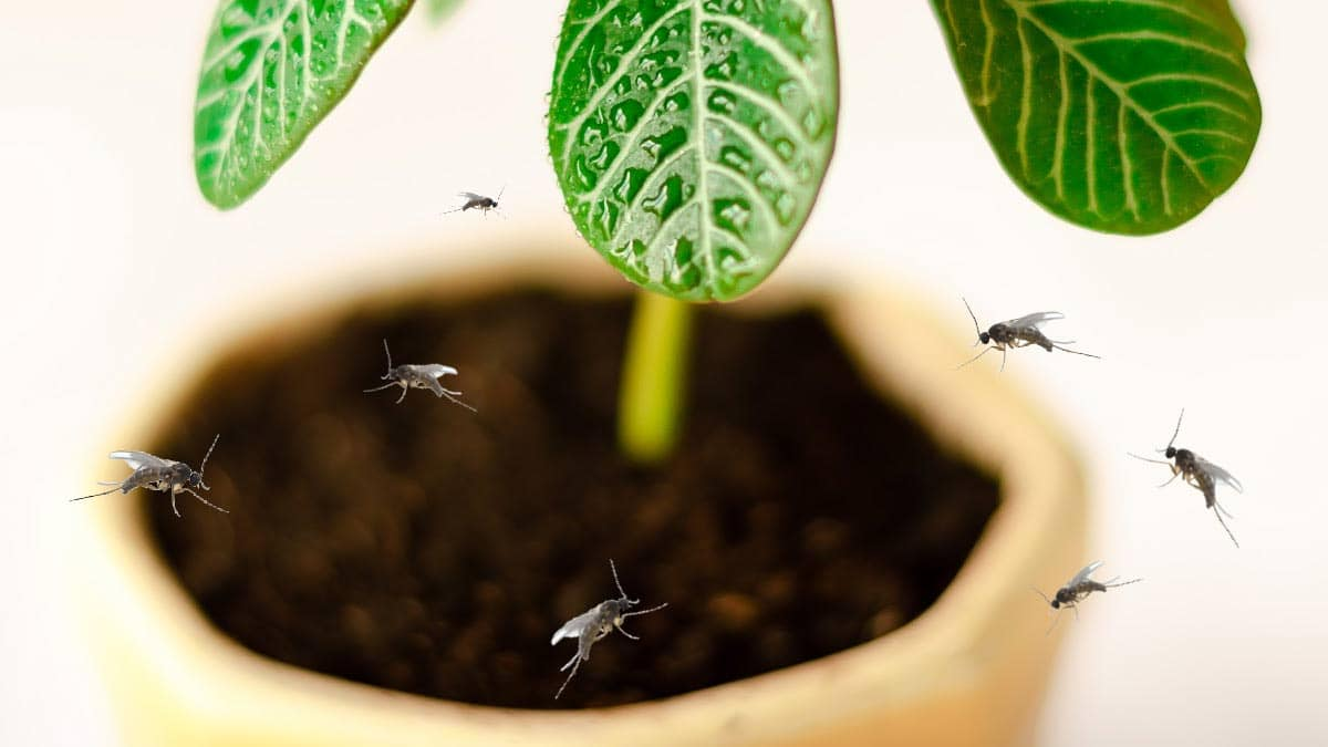 fungus gnats flying around plant