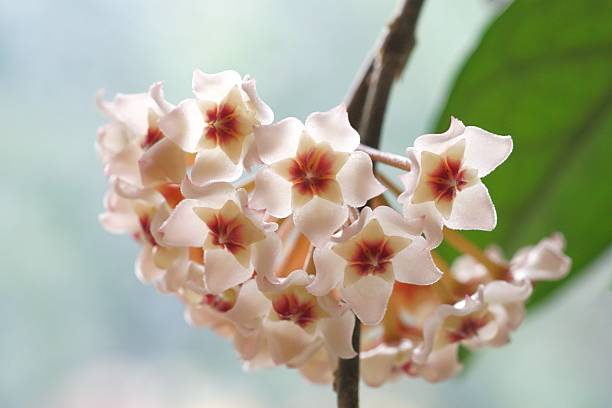 球兰花语：青春美丽的守护者