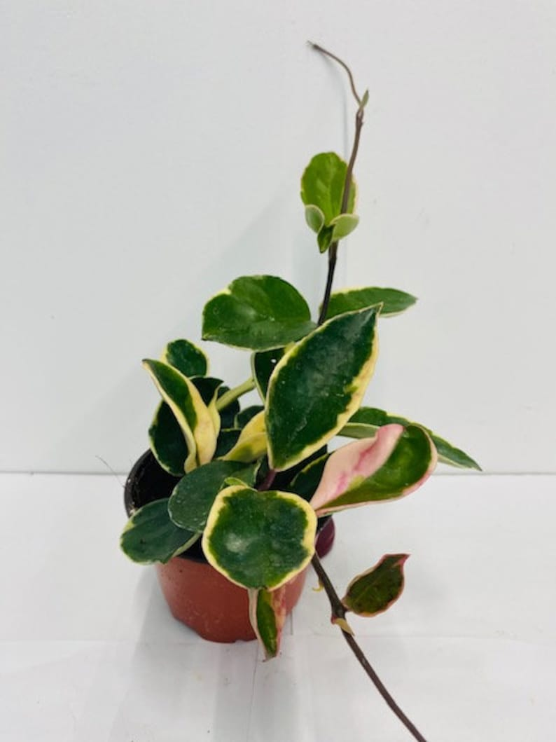 hoya carnosa care indoor setup